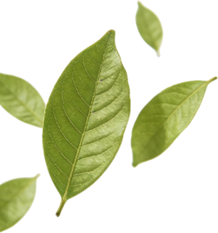 Sustainability